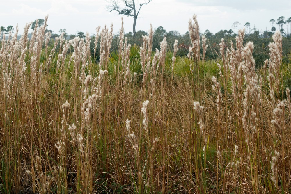 andropogon_glomeratus_1